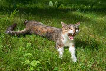 Naklejka na ściany i meble Cat resting lying on the grass