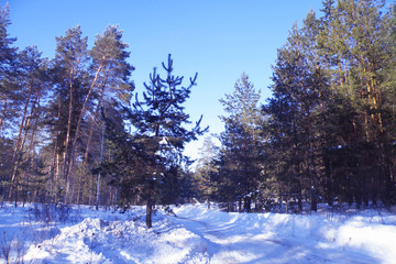 Winter in the woods © yahant333