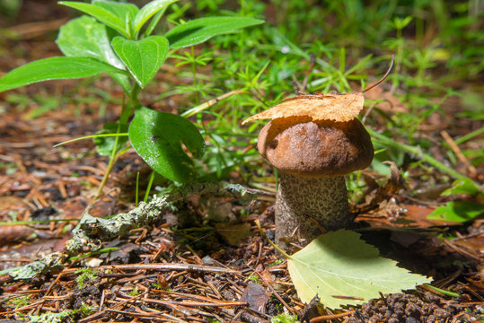 Boletus edulis mushrooms covered with a leaf birch