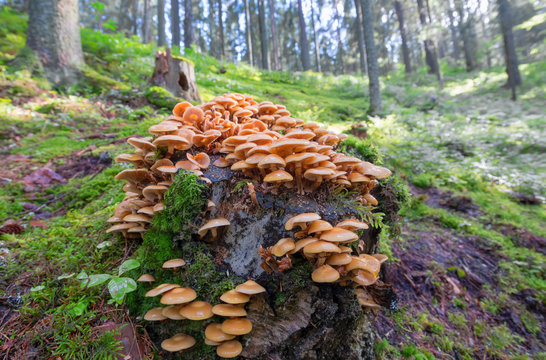 A lot of honey agarics on a stump in the forest