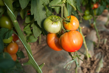 tomatoes 4