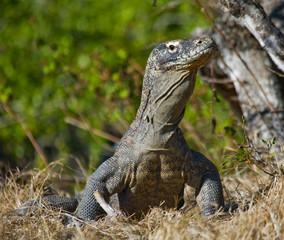 Komodo dragon is on the ground. Interesting perspective. The low point shooting. Indonesia. Komodo National Park. An excellent illustration.