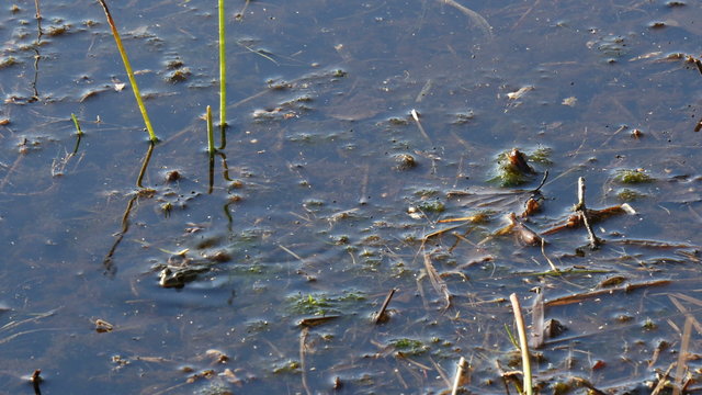moor frog hunting catching an insect 4K UHD