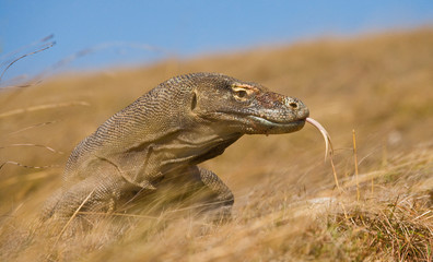 Portrait of a Komodo Dragon. Close-up. Indonesia. Komodo National Park. An excellent illustration.