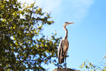 Heron on a tree