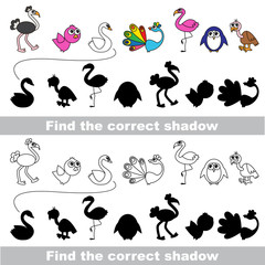 Bird collection. Find correct shadow.