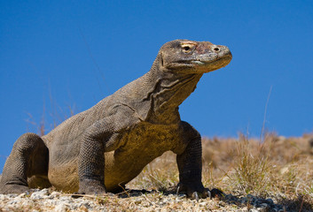 Komodo dragon is on the ground. Interesting perspective. The low point shooting. Indonesia. Komodo National Park. An excellent illustration.