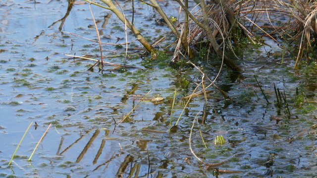 moor frogs jumping in the moor 4K UHD