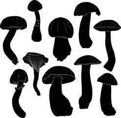ten mushrooms sketches on white