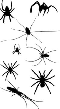eight isolated black spiders illustration