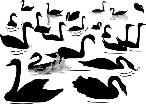 twenty swans isolated on white
