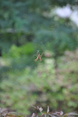 Kreuzspinne / Spinne