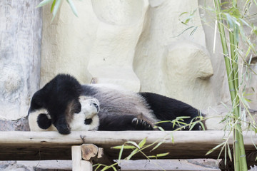 Giant panda sleeping