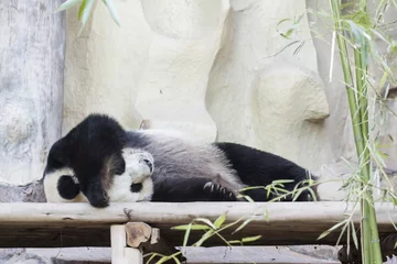 Crédence de cuisine en verre imprimé Panda Panda géant qui dort