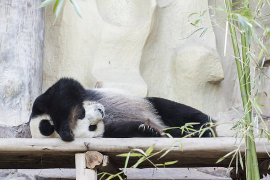 Fototapeta Giant panda sleeping