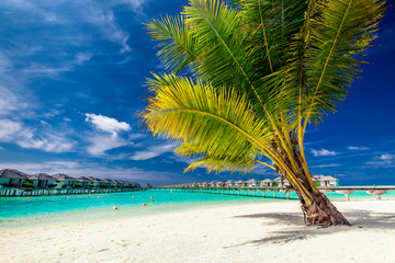 A palm tree on a beach in front of tropical over-water villas