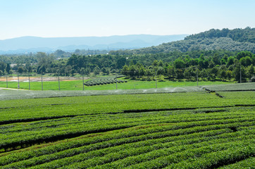tea plantation at Singha Park,Chiang Rai Thailand