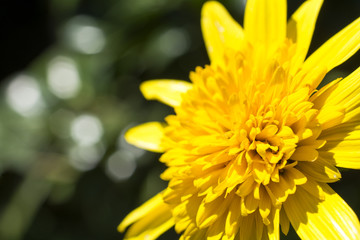ヒメヒマワリの花のアップ