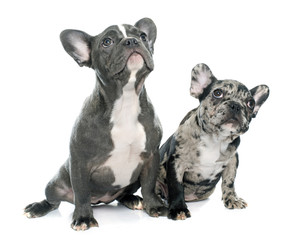puppies french bulldog