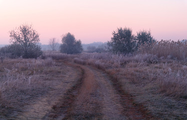 dry grass in the meadow near the woods covered with frost