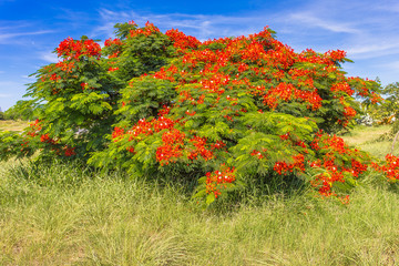 flamboyant au rond-point du Gol, Saint-Louis, Réunion  © Unclesam