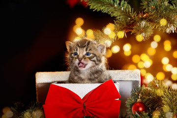 Kätzchen als Weihnachtsgeschenk unter dem Tannenbaum