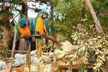 Perroquets © feuerpferd1111