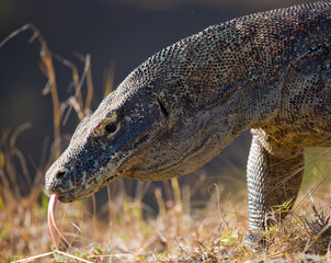 Portrait of a Komodo Dragon. Close-up. Indonesia. Komodo National Park. An excellent illustration.