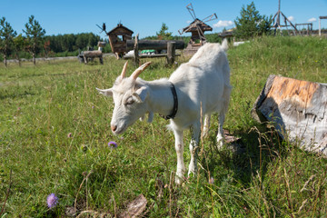 Fototapeta premium Goat smelling a flower