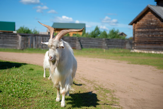 Beautiful goat with big horns on a village street