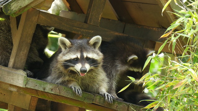  Three North american raccoon (procyon lotor)playing in treehouse 4K UHD