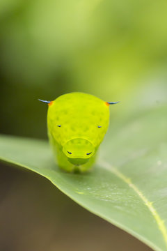 Caterpillar on soursop leaf