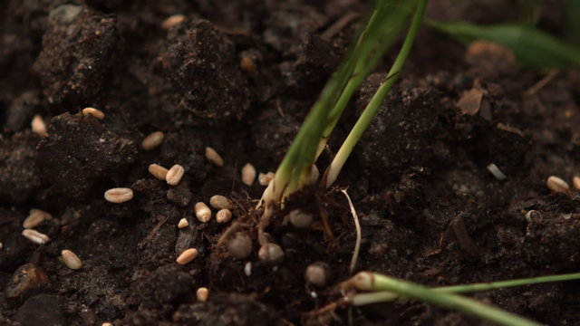 Close up view of a plants
