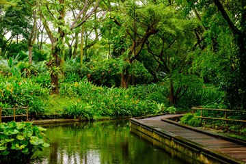 Lush tropical green jungle