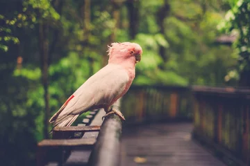 Fotobehang White and pink parrot siting on wooden perch © Nejron Photo