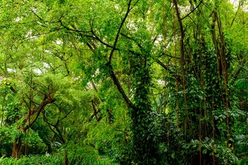 Lush tropical green jungle