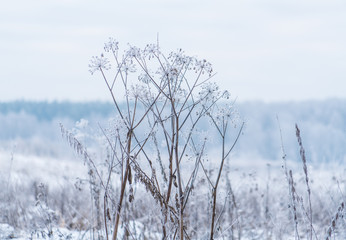 Winter Scene with Grass Covered by Snow