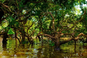 Flooded trees in mangrove rain forest. Kampong Phluk village. Cambodia