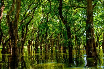 Flooded trees in mangrove rain forest. Kampong Phluk village. Cambodia