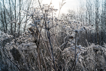 Winter Scene with Grass Covered by Snow
