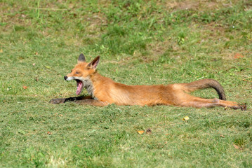 Young fox yawns lying on a mown grass