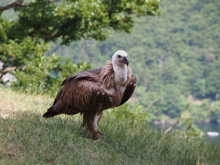 Federvieh