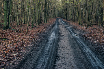 Dirt road in autumn forest.