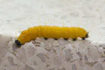 Yellow worm