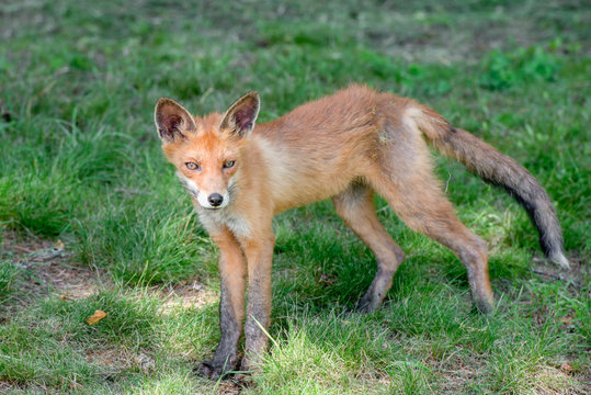 Young fox resting on a mown grass