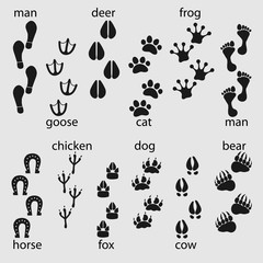 Obraz premium Traces of animals, birds, people