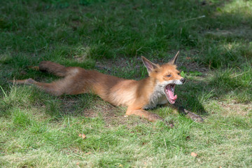 Young fox yawns lying on a mown grass