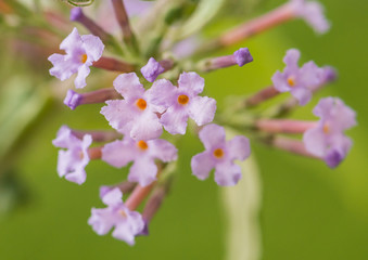 Butterfly Bush Beauties