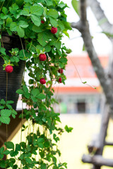 Obraz premium Flower pot with strawberries weighs on the fence in the backyard