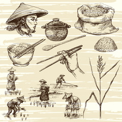 hand drawn illustration, rice harvest